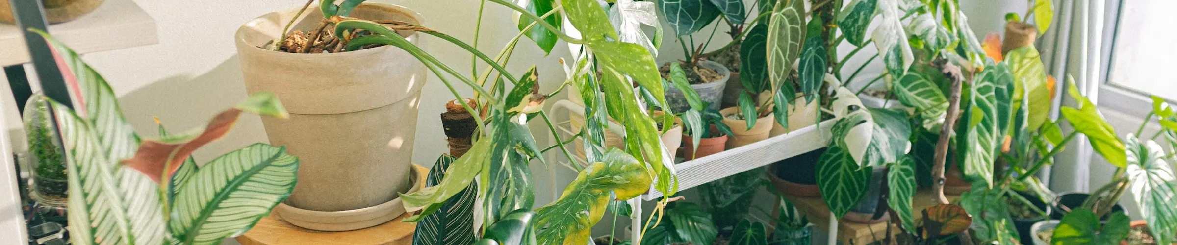 Covered veranda with potted plants